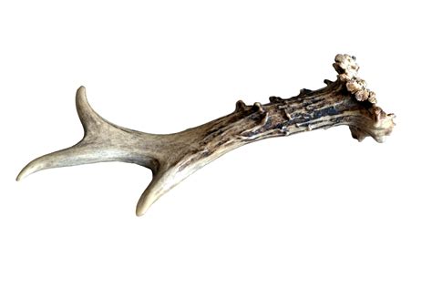 Horned mammal amulet